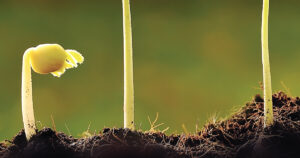Effect of Fertilizer Types on the Growth and Yield of Amaranthus… From Wiley Online Library