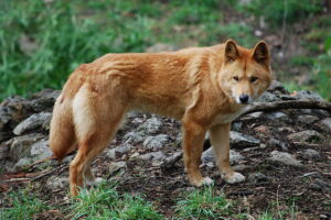 Dingo (Canis lupus dingo) at Cleland wildlife park, South Australia