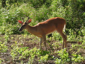 illinois based white-tailed deer