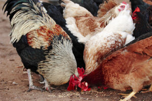 Chickens feeding - from Wikipedia