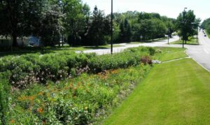 Saving stormwater with a veggie raingarden | Pursuit by The University