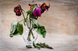 dried red roses
