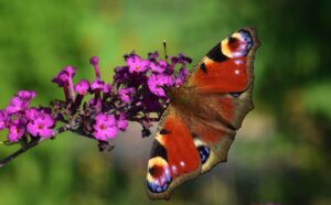 A orange/black moth with wings on display, on a purple floral bush. All in front of blurred green foliage.