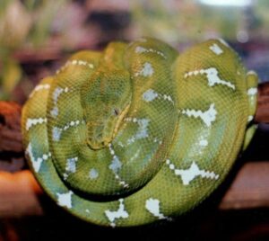 Snake from Dave DiNaso's Traveling World of Reptiles